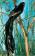Animaux - Oiseaux - African Birds - Long Tailed Widow Bird - CPM Format CPA - Carte Neuve - Voir Scans Recto-Verso - Vögel