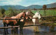 Animaux - Chevaux - Royaume-Uni - At The Waterhole - Etat Pli Visible - CPM - UK - Voir Scans Recto-Verso - Horses