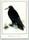 39421204 - Saatkraehe Corvus Frugilegus Sign.Matthias Kleinwaechter - Birds