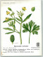 39677604 - Homoeopathie Ranunculus Sceleratus Gifthahnenfuss Sign. Berthold H.J. Kuenstlerkarte  Nr.15 - Gesundheit