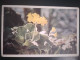 Avrikelj. Lepi Jeglič. Primula Auricula. OLD - Plantes Médicinales