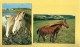 CHEVAUX . " PETITE FAMILLE " & " CAMARGUE . UN TENDRE FLIRT " . 2 CPM - Réf. N°38920 - - Horses