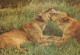 LION RAUBKATZE Tier Vintage Ansichtskarte Postkarte CPSM #PAM005.A - Löwen