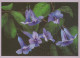 FIORI Vintage Cartolina CPSM #PAR045.A - Flowers