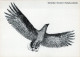 BIRD Animals Vintage Postcard CPSM #PAN407.A - Vögel