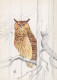 UCCELLO Animale Vintage Cartolina CPSM #PAN259.A - Birds