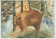 OSO Animales Vintage Tarjeta Postal CPSM #PBS341.A - Ours