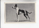 Mit Trumpf Durch Alle Welt Hunderassen Dogge     A Serie 15 #1 Von 1933 - Autres Marques