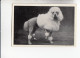 Mit Trumpf Durch Alle Welt Hunderassen Weißer Pudel     A Serie 15 #2 Von 1933 - Autres Marques