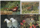 Lot De 80 Cartes Postales Modernes - OISEAUX - - 5 - 99 Postcards