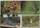 Lot De 80 Cartes Postales Modernes - OISEAUX - - 5 - 99 Postales