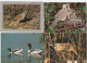 Delcampe - Lot De 80 Cartes Postales Modernes - OISEAUX - - 5 - 99 Postcards