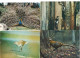 Delcampe - Lot De 80 Cartes Postales Modernes - OISEAUX - - 5 - 99 Postkaarten