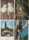 Delcampe - Lot De 80 Cartes Postales Modernes - OISEAUX - - 5 - 99 Postcards
