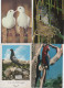 Delcampe - Lot De 80 Cartes Postales Modernes - OISEAUX - - 5 - 99 Karten