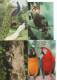 Delcampe - Lot De 80 Cartes Postales Modernes - OISEAUX - - 5 - 99 Cartes