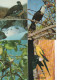 Delcampe - Lot De 80 Cartes Postales Modernes - OISEAUX - - 5 - 99 Postkaarten