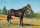 CHEVAL ROBE NOIRE 16(scan Recto-verso) MA1404 - Horses