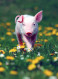 CERDOS Animales Vintage Tarjeta Postal CPSM #PBR752.ES - Schweine