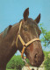 CABALLO Animales Vintage Tarjeta Postal CPSM #PBR888.ES - Horses