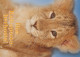 LION Animaux Vintage Carte Postale CPSM #PBS039.FR - Leeuwen