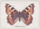 SCHMETTERLINGE Tier Vintage Ansichtskarte Postkarte CPSM #PBS418.DE - Butterflies