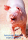 PIGS Tier Vintage Ansichtskarte Postkarte CPSM #PBR754.DE - Schweine