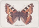 FARFALLA Animale Vintage Cartolina CPSM #PBS419.IT - Mariposas