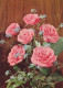 FIORI Vintage Cartolina CPSM #PAS649.IT - Blumen