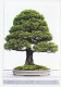 Postal Stationery China 2006 Bonsai Tree - Trees