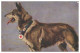 Y28357/ Sanitätshund Im Felde - Schäferhund  Rotes Kreuz  1. Weltkrieg AK 1916 - Guerre 1914-18