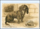 S4017/ Dackel Und Maus Schöne Litho Prägedruck AK 1903 - Dogs