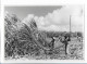 C5098/ Barbados Zuckerrohrernte   Karibik Foto 21 X 14,5 Cm AK 1959 - Non Classificati