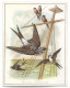 V4244/ Schwalben Schöne Glückwunschkarte Litho Ca.1900 - Oiseaux