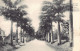 Barbados - BELLEVILLE - Avenue Of Palm Trees - Publ. J.R.H. Seifert & Co. - Barbades