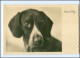 Y13398/ Hund Jagdhund Foto Ak Ca.1930  - Dogs