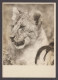 089724/ Lionne, From Kenya - Leeuwen