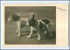 Y11894/ Hunde Terrier Foto AK Ca.1935 - Dogs