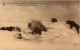 Missions Nord Canada Polarbear - Zonder Classificatie