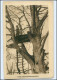 Y10758/ 1. Weltkrieg Beobachtungsposten Im Baum AK 1917 - Guerre 1914-18