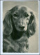 XX002763/ Dackel Dachshund AK Ca.1960 - Dogs