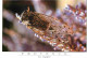 Animaux - Insectes - Cigale - Provence - CPM - Voir Scans Recto-Verso - Insekten