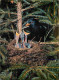 Animaux - Oiseaux - Merles Noir - Amseln - Blackbirds - Turdus Merula L - Nid - Oisillons - CPM - Voir Scans Recto-Verso - Oiseaux