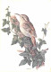 Animaux - Oiseaux - Grimpereau Des Bois - Dessin - CPM - Voir Scans Recto-Verso - Oiseaux