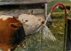 Animaux - Vaches - Cloche - CPM - Voir Scans Recto-Verso - Cows