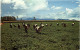 Malawi - Weeding Ground Nuts At Nasawa - Non Classés