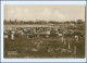 S3419/ Australien Rindvieh-Farm Cattle-Farm Trinks-Bildkarte AK-Format Ca.1925 - Sonstige & Ohne Zuordnung