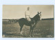 U2652/ Der Kronprinz Spielt Polo NPG Foto AK   Ca.1912 Pferd - Königshäuser