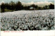 Bermuda - Outerbridge Lily Field - Bermuda