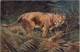 Lioness - Tucks - Leeuwen